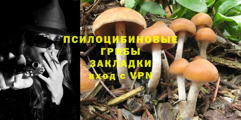 Псилоцибиновые грибы Psilocybe  что такое   Балаково 